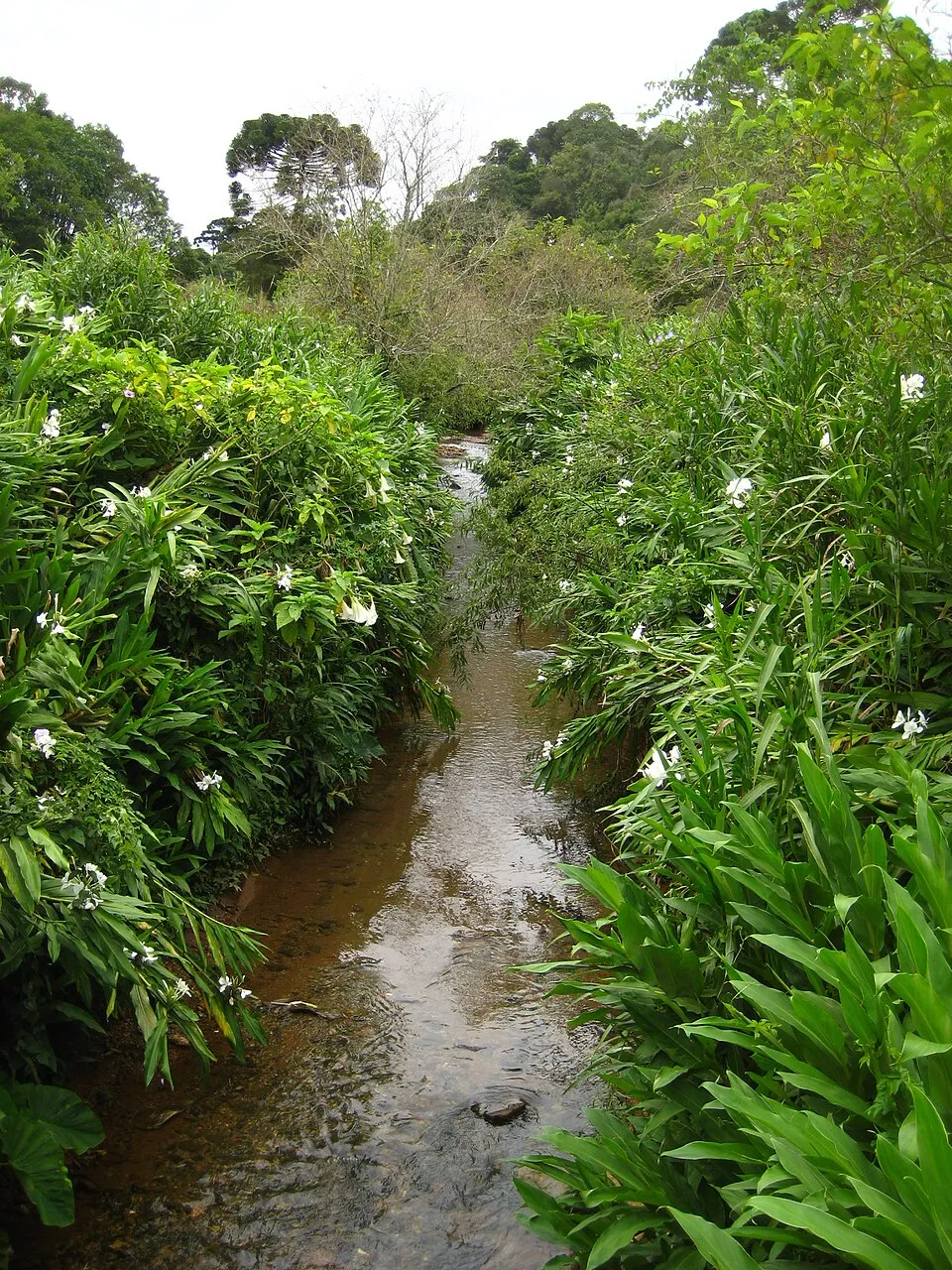 Trecho do Rio Belém correndo entre vegetação densa nas cabeceiras, na divisa entre os bairros Barreirinha e São Lourenço, em Curitiba
